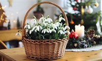 Цветущие подснежники к Новому году