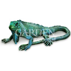 Игуана большая