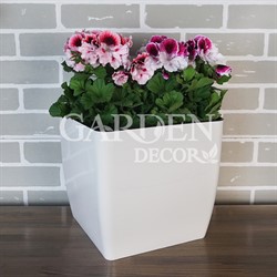Горшок КВАДРО низкий 27*27*26 белая роза