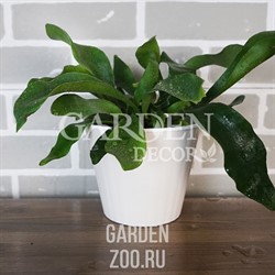 Горшок ИБИС 15,7*13 белая роза-белый