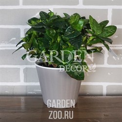 Горшок ИБИС 15,7*13 какао-белый