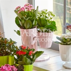 Каскад Руби из 4-х 1л пудровый