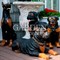 Фигура садовая Ротвейлер лежит длина 86 см F08251 - фото 66652