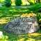 Крышка для канализационного люка Камень-валун низкий F03095 - фото 87390
